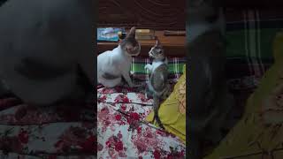 mummy cat is playing with kitten #nationalgeographic #bbcearth #wildlife #animalplanet #discovery