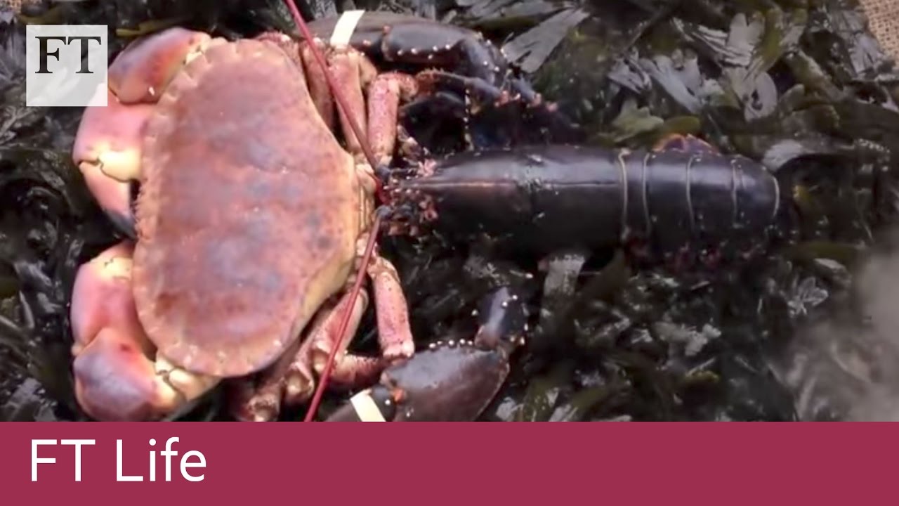 How to... cook a lobster in a wheelbarrow