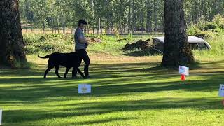 Luca AKC Intermediate Virtual Rally Pattern #2
