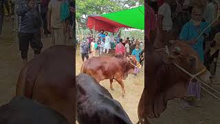 #viral #viralvideo #viralshorts #viralshort #viralvideos #trendingshorts #kobutor #pigeon #vairal