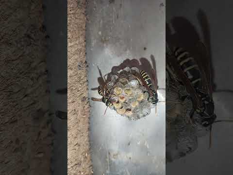 კრაზანა Nature Caucasus Wildlife Wildnature Trevel Foryou Saqartvelo Animals