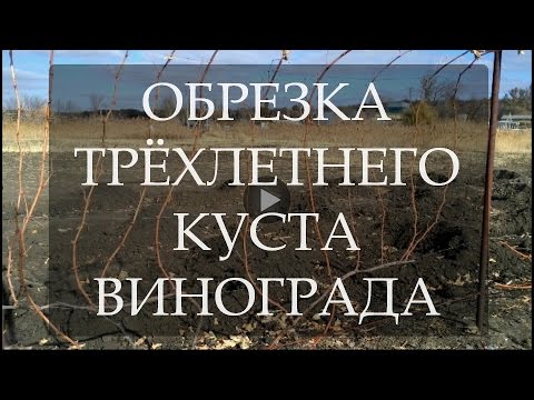 Обрезка трёхлетнего куста винограда