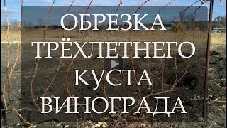 картинка: Обрезка трёхлетнего куста винограда