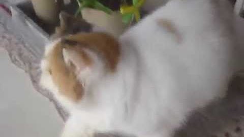 Watch the video about P1250515 Amara De Palsamblue femelle exotic shorthair
