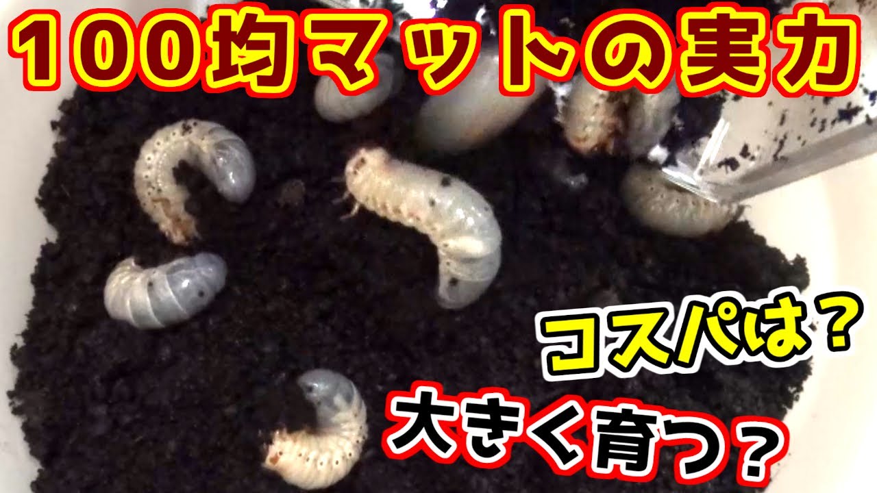 100均昆虫マットの性能を検証 すると予想を大きく上回る結果に カブトムシの幼虫 カブトムシ Youtube