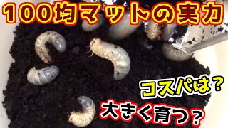 100均昆虫マットの性能を検証 すると予想を大きく上回る結果に カブトムシの幼虫 カブトムシ Youtube