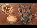 CUTE LITTLE KITTEN ADVENTURE - FUNNY KITTY & FRIENDS ADVENTUROUS JOURNEY CARTOON VIDEO