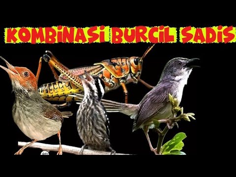 masteran tajam dan jernih durasi  panjang| belalang emas ciblek gunung prenjak dan pelatuk beras