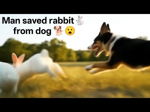 Wow 😲 man saved rabbit🐇 from dog 🐕 | Dog and rabbit | Cute rabbits ...