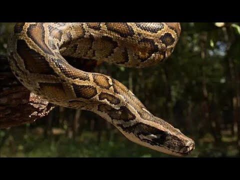Biggest Python crossing road midnight