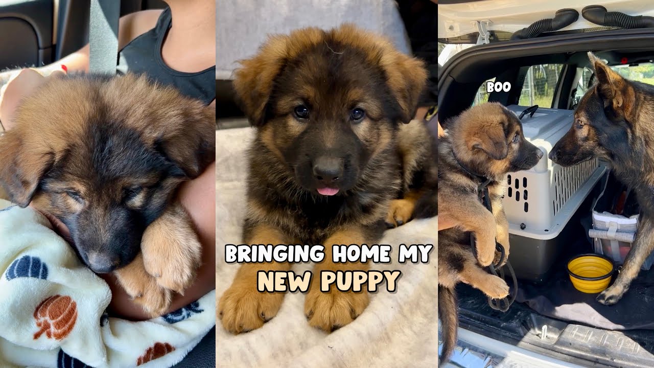 Bringing Home My New German Shepherd Puppy YouTube bringing-home-my-new-german-shepherd-puppy-youtube