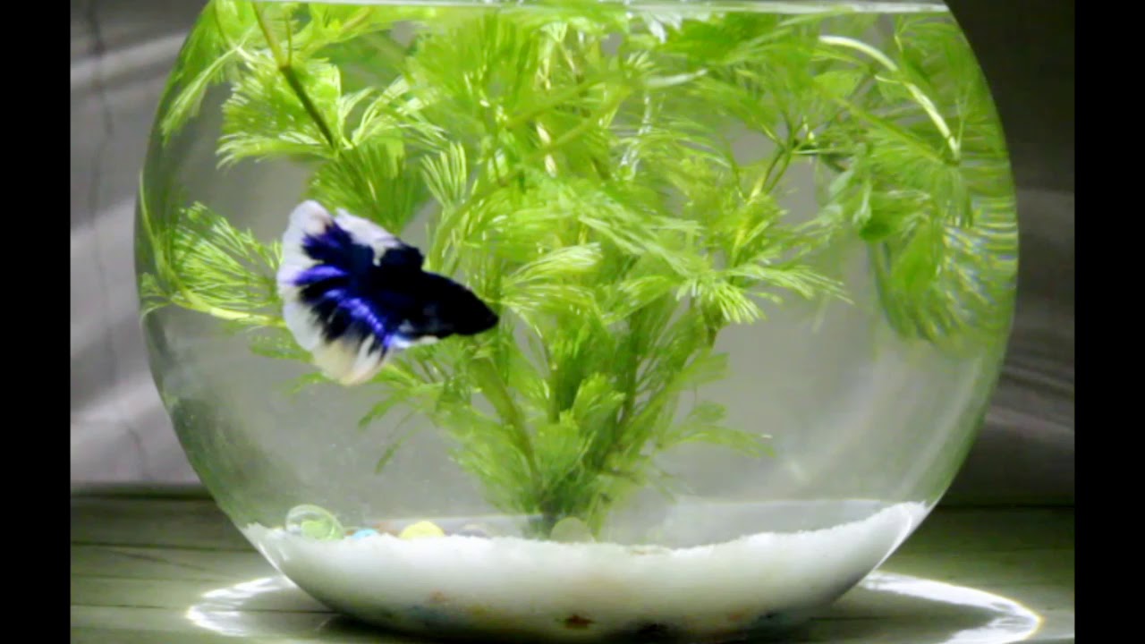 Betta fish(fighter fish) bowl setup - YouTube