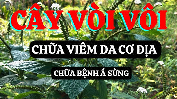 Cây Vòi Voi Có Nhiều Công Dụng Chữa Bệnh Viêm Da Cơ Địa , Bệnh á Sừng