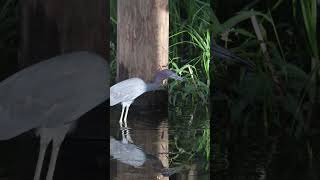 Marsh birds