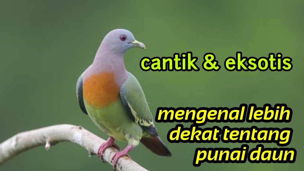 Melihat Lebih Dekat Tentang Burung Cantik Punai Daun 