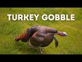 Wild turkey gobble  use this sound while hunting