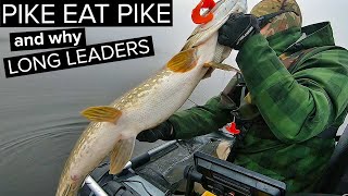 HOW JACKS TRIGGER BIG PIKE? Fly & Lure Pike Fishing Ireland.