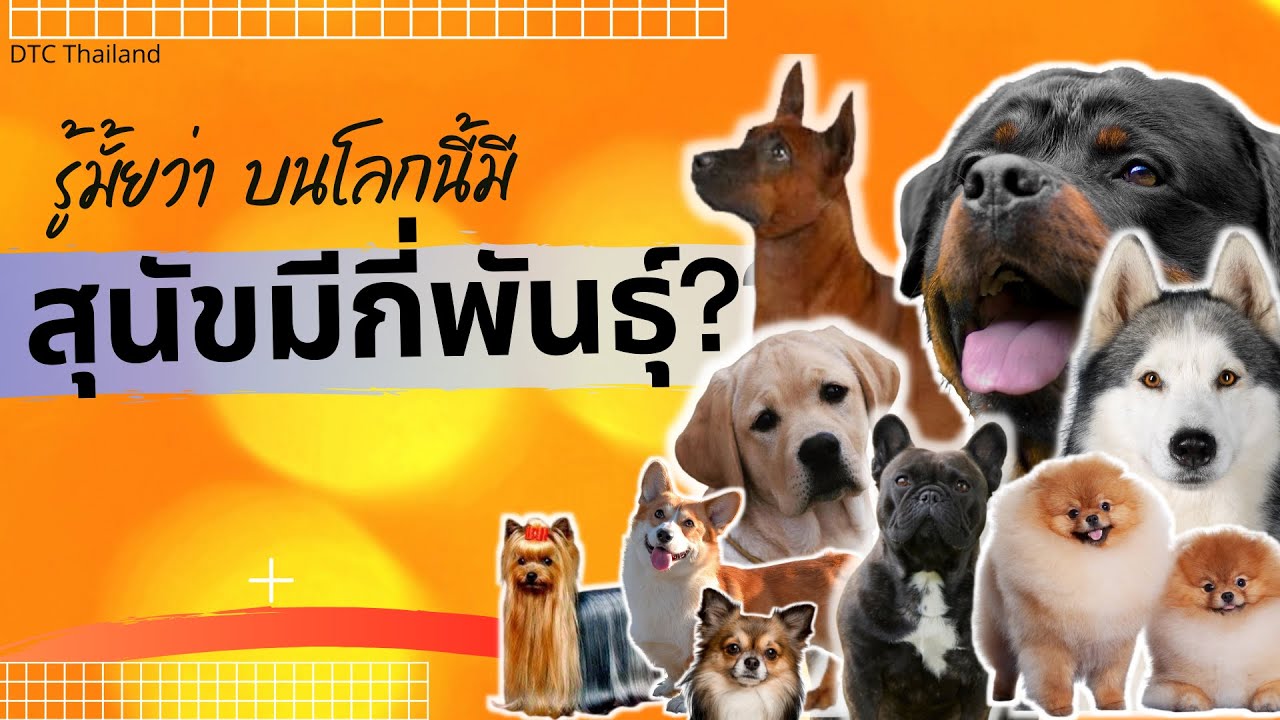 พันธุ์หมา  New  สุนัขมีกี่สายพันธุ์ ?  | รู้มั้ยว่า บนโลกนี้ มีสุนัขกี่พันธุ์ (ยืนยันข้อมูลที่แท้จริง 100%)