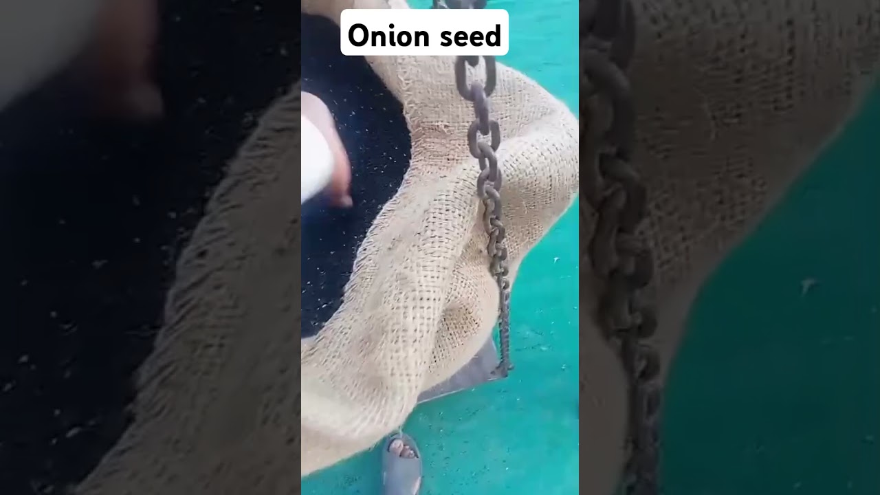onion seed preparation #onionseeds #agriculture #farming #asifjaved77