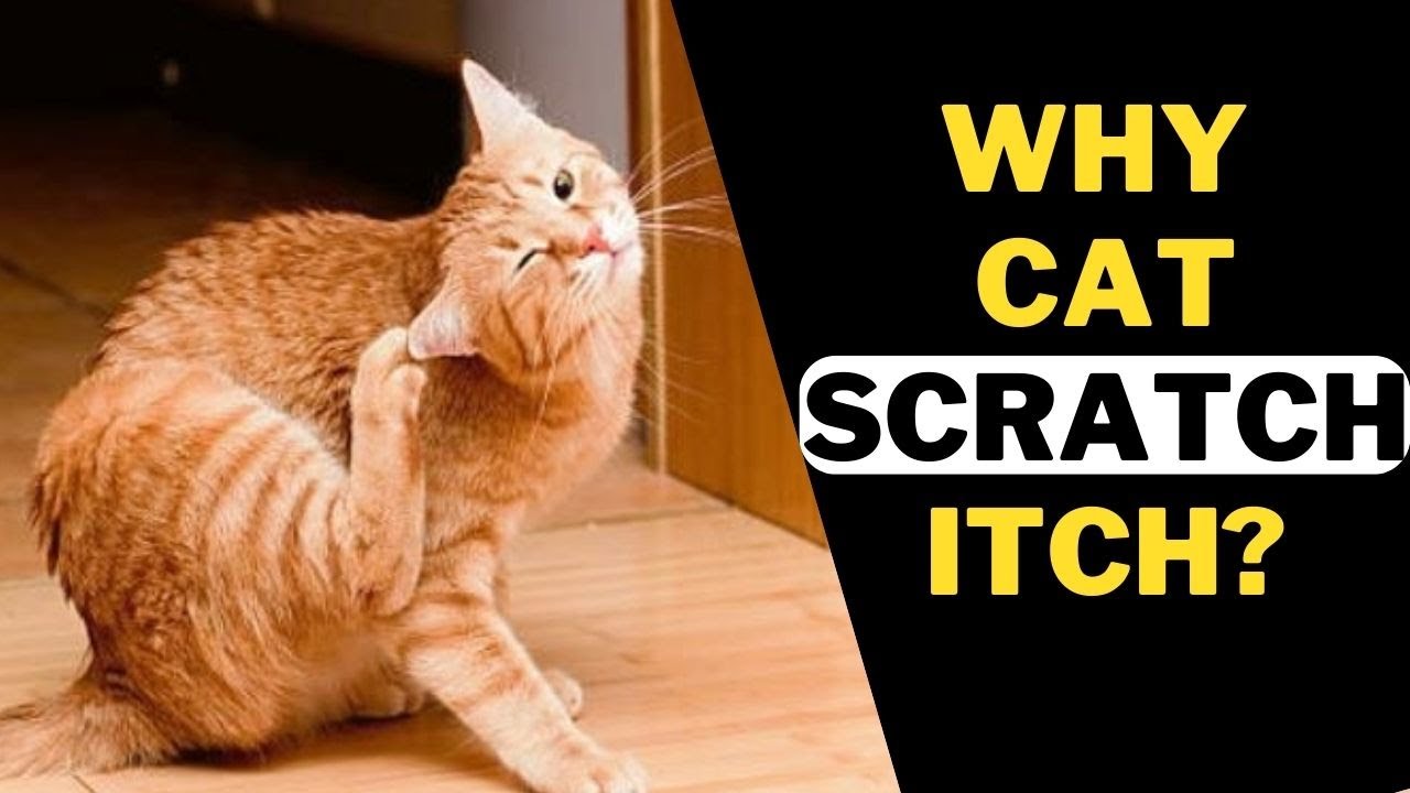 7 Reasons Why does a cat scratch itch