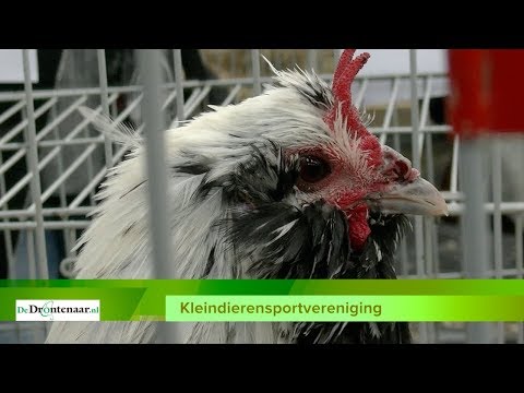 VIDEO | Kleindierensportvereniging vergrijst, maar van opheffen is geen sprake