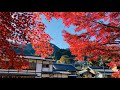 Khám phá vùng quê nông thôn Nhật Bản ngày thu 🍂🍁🍃-Cuộc Sống Ở Nhật