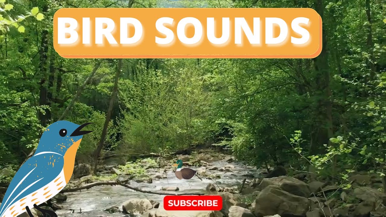 1 HOUR OF BIRD SOUNDS, bird sounds, bird sounds to attract birds, bird sounds for cats