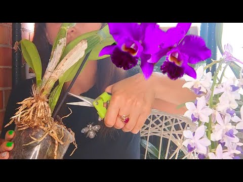 Video: Катлея орхидеясы жөнүндө маалымат - Cattleya орхидеясын кантип өстүрүү керек