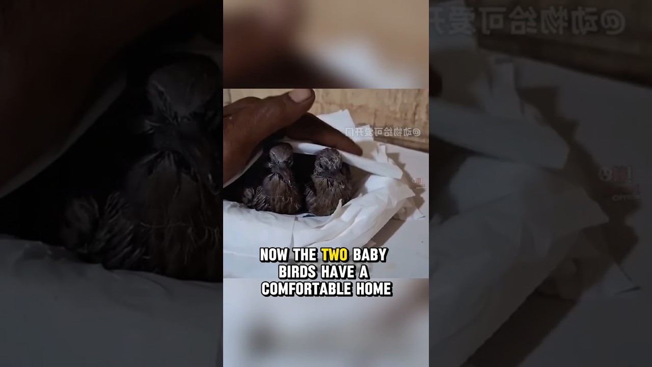 This little bird fell from a height, and its wings were crushed by branches🥲🥲🥲 