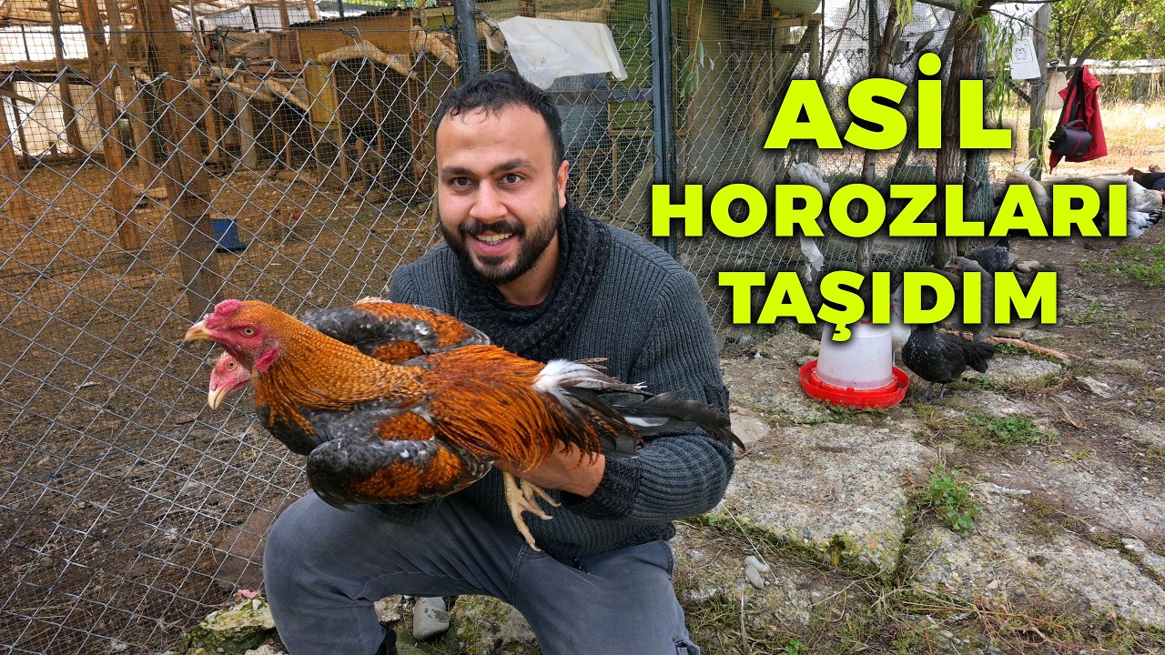 Asil Horoz Çiftliğini Kurduk - Keklik Civcivlerinin Gelişimini Görmelisiniz - Çiftlik İşleri