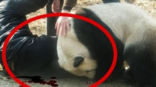 СМЕРТЕЛЬНО ОПАСНЫЕ ЖИВОТНЫЕ, КОТОРЫЕ ВЫГЛЯДЯТ БЕЗОБИДНО СМЕРТЕЛЬНО ОПАСНЫЕ ЖИВОТНЫЕ, КОТОРЫЕ ВЫГЛЯДЯТ БЕЗОБИДНО
