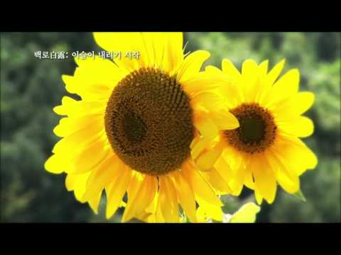 24절기 백로, 이슬이 내리기 시작