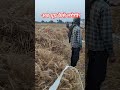 #farming #shortvideo #kheti #kishan #agriculture shorts #organicfarming #chanaichak shorts video