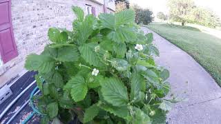 Growing Fragaria vesca Alpine Strawberries in Earthboxes