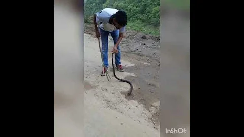 Spectacled Black Cobra