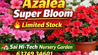 🌺 Azalea Super Bloom🔥 Limited Stock🏡 Hi-Tech Nursery Garden