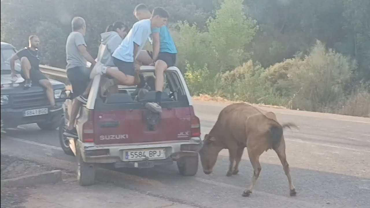 Encierro Orcera 2025.                        Las vacas se escapan 