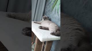 психопрактика Жужи😇😻#catlover cat#смешныеживотные#котики#