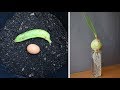 8 tuyệt chiêu để việc làm vườn thêm thảnh thơi | 8 Gardening Hacks to Gardeners more relaxing