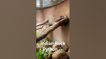 Indian Rock Python 🐍 #trending #viral #youtubeshorts #animals #shorts #python #snake