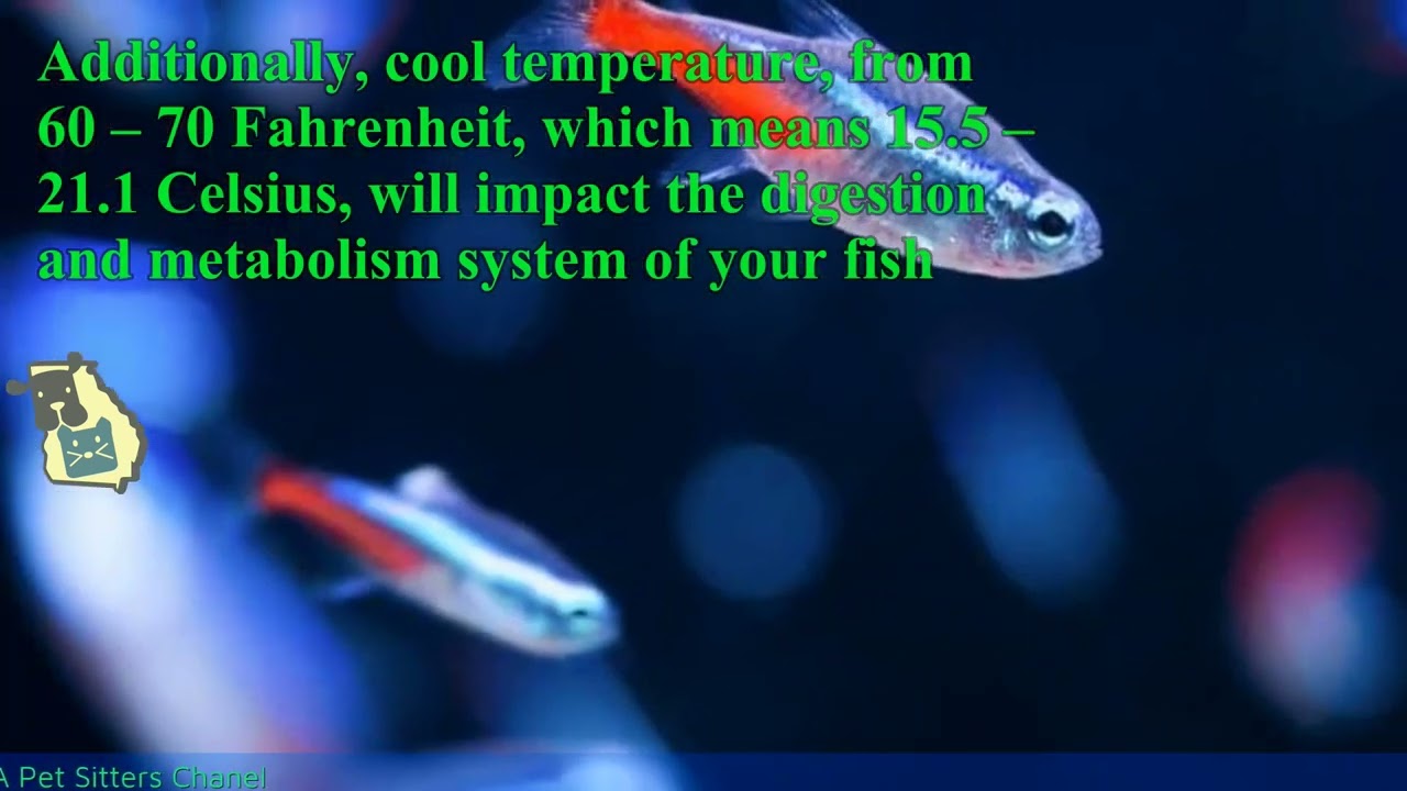 What Temperature Should My Neon Tetra Fish Have? -Temperature Guide For Fish Lovers