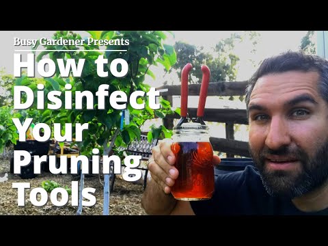 Don&rsquo;t Infect and KILL Your Plants with Disease! | How to Disinfect Your Garden Tools