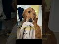 I didn’t know I was drying my dog backwards… #usa #petcare #puppy #ad #sponsored
