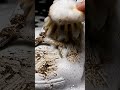 cleaning ASMR video #asmr #satisfyling #satisfying #minisatisfying #asmrsounds #asmrvideo