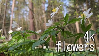 Весняні квіти в лісі | квітучий ліс Україна 2024 | spring flowers in the forest 4k