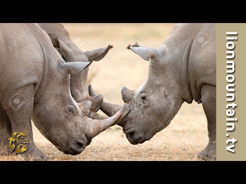 Rhinoceros using horns in territorial battles | WILD NATURE