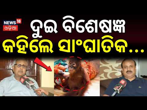 ଦୁଇ ବିଶେଷଜ୍ଞ କହିଲେ...Nandankanan Orangutan's Health Crisis: Experts Divided on Future ! Bhubaneswar