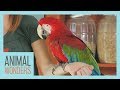Meet And Greet: Scarlet the Green Wing Macaw