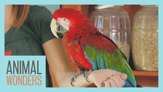 Meet And Greet: Scarlet the Green Wing Macaw
