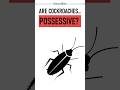 Do Cockroaches Get Possessive? #scienceshorts #educationalshorts